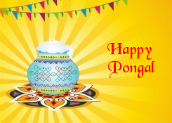 How is Pongal celebrated