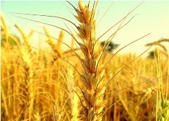 Baisakhi- A Time to Celebrate and Rejoice!